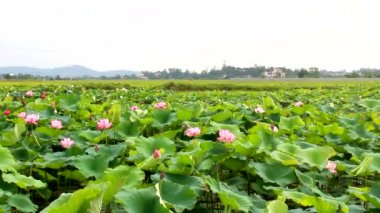 Gölde çiçek açan lotus çiçeği