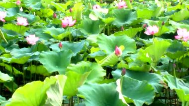 Gölde çiçek açan lotus çiçeği