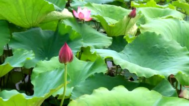 Gölde çiçek açan lotus çiçeği