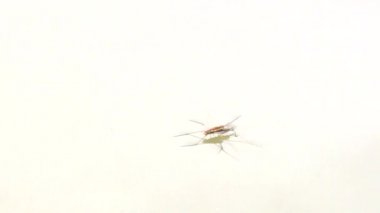 Gölde yüzmeye örümcek