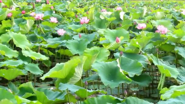 Lotusblomma blommar i sjön — Stockvideo