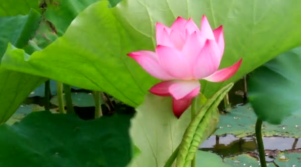 Lotus flower blooming in the lake — Stock Video