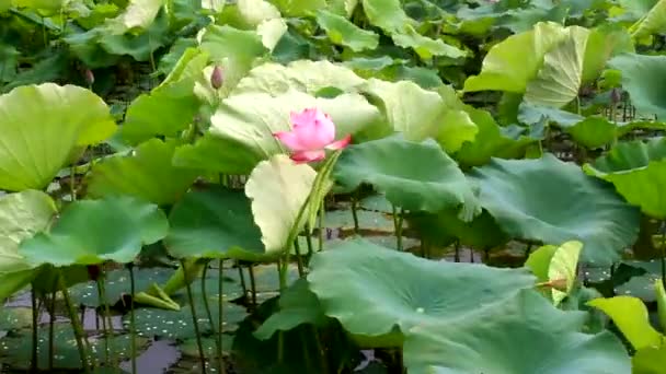 Flor de lótus florescendo no lago — Vídeo de Stock