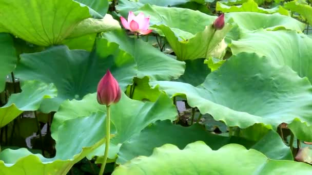 Lotus flower blooming in the lake — Stock Video