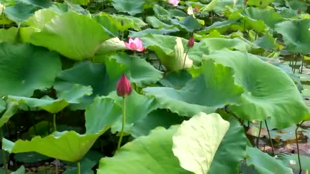 Flor de lótus florescendo no lago — Vídeo de Stock