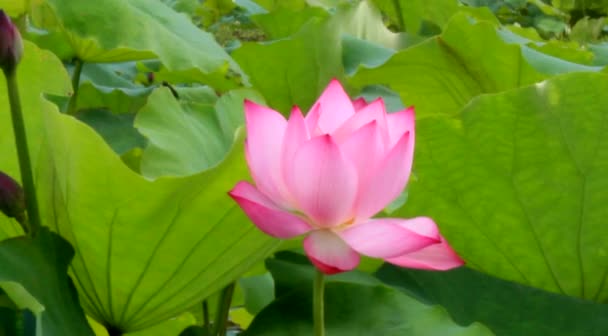 Lotosu kwiat kwitnący w jeziorze — Wideo stockowe