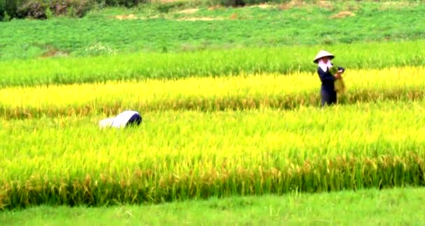 Hai Duong, Vietnam, 22 mei: Vietnamese vrouwelijke landbouwers oogsten rijst op 22 mei 2013 in Hai Duong, Red River Delta, Vietnam. — Stockvideo