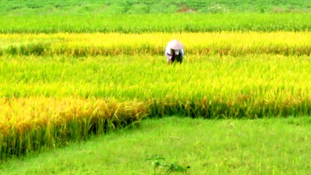 HAI DUONG, VIETNAM, 22 DE MAYO: Mujeres agricultoras vietnamitas cosechan arroz el 22 de mayo de 2013 en Hai Duong, Delta del Río Rojo, Vietnam . — Vídeos de Stock