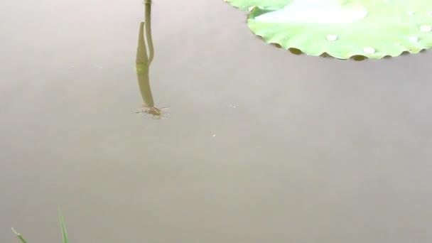 Spider swimming in lake — Stock Video