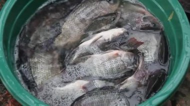 tilapia su
