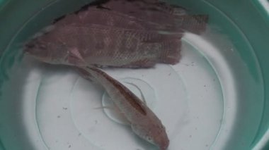tilapia su