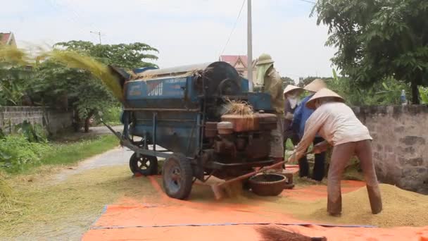 Droge rijst na de oogst, vietnam — Stockvideo