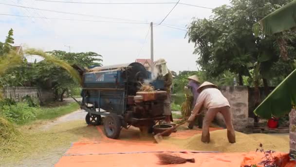 Torrt ris efter skörd, vietnam — Stockvideo