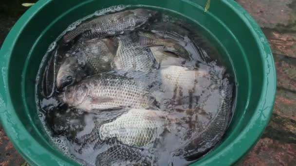 Tilapia en el agua — Vídeo de stock