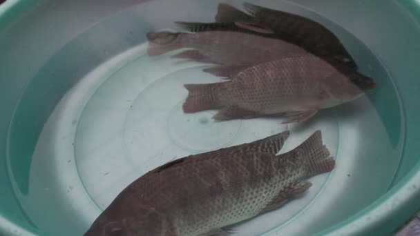 Tilapia en el agua — Vídeo de stock