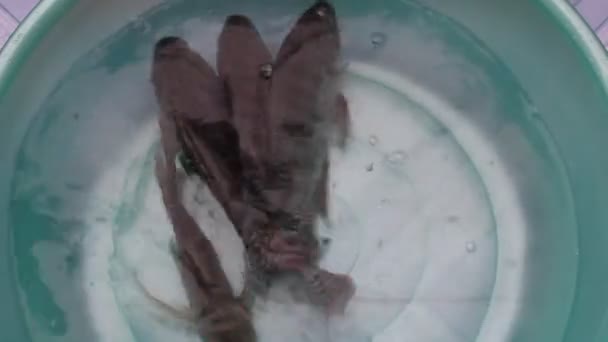 Tilapia im Wasser — Stockvideo