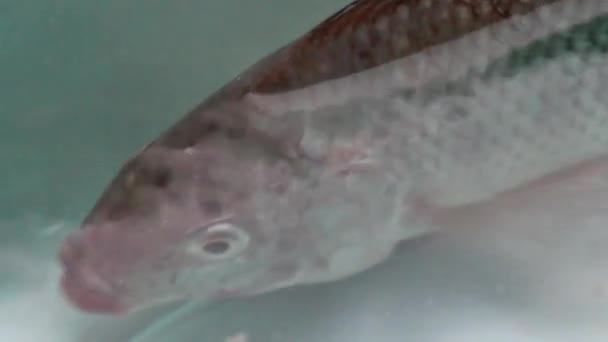 Tilapia in het Water — Stockvideo