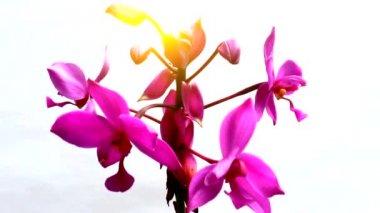 orkide beyaz arkaplanda izole edildi