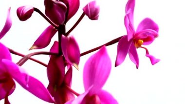 orkide beyaz arkaplanda izole edildi