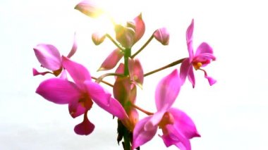 orkide beyaz arkaplanda izole edildi
