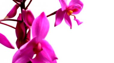 orkide beyaz arkaplanda izole edildi