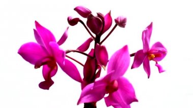 orkide beyaz arkaplanda izole edildi