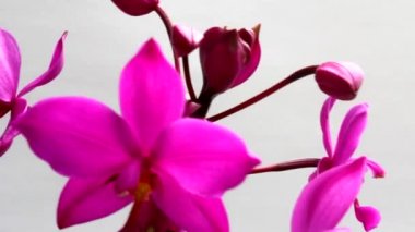 orkide beyaz arkaplanda izole edildi