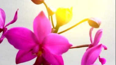 orkide beyaz arkaplanda izole edildi