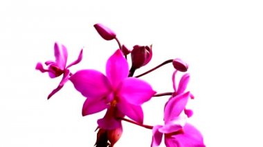 orkide beyaz arkaplanda izole edildi