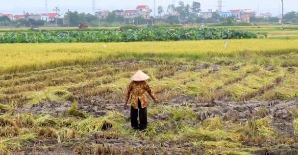 Vieja campesina cosechando arroz — Vídeos de Stock