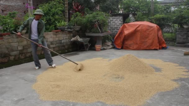 Hai Duong, Vietnam - Haziran 5: 5 Haziran 2013 yılında Hai Duong, Vietnam üzerinde pirinç kurutma adam kırsal Vietnam — Stok video