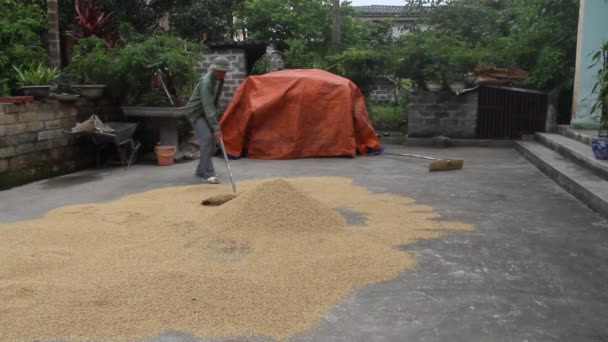 HAI DUONG, VIETNAM - JUNE 5: Man rural Vietnam drying rice on June 5, 2013 in Hai Duong, Vietnam — Stock Video