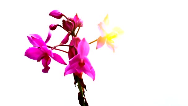 Orchidee isoliert auf weißem Hintergrund — Stockvideo