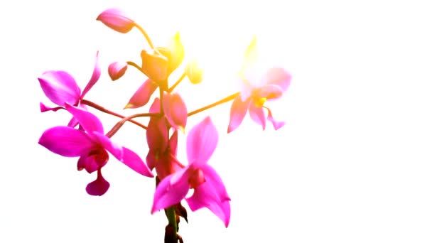 Orchidee geïsoleerd op witte achtergrond — Stockvideo