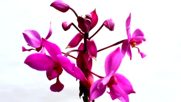 Orchidee isoliert auf weißem Hintergrund — Stockvideo