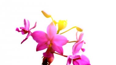 orkide beyaz arkaplanda izole edildi