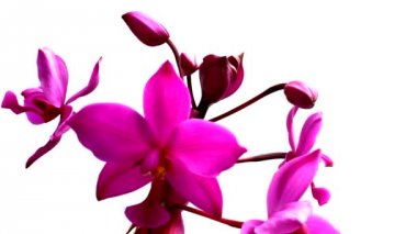 orkide beyaz arkaplanda izole edildi