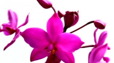 orkide beyaz arkaplanda izole edildi