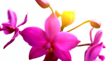 orkide beyaz arkaplanda izole edildi