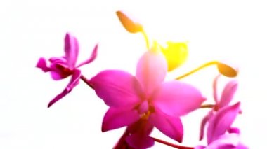 orkide beyaz arkaplanda izole edildi