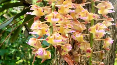 orkide beyaz arkaplanda izole edildi