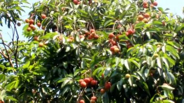 Olgun Çin meyve ağacı üzerinde