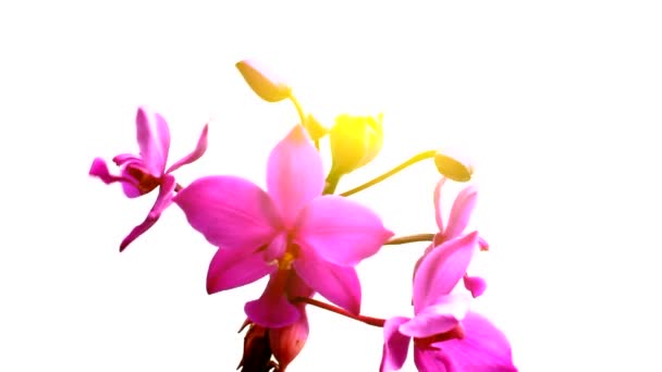 Orquídea aislada sobre fondo blanco — Vídeo de stock