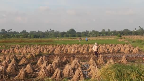 Agricoltori che lavorano in una risaia — Video Stock