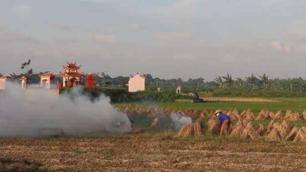 Agricultores trabajando en un campo de arroz — Vídeos de Stock