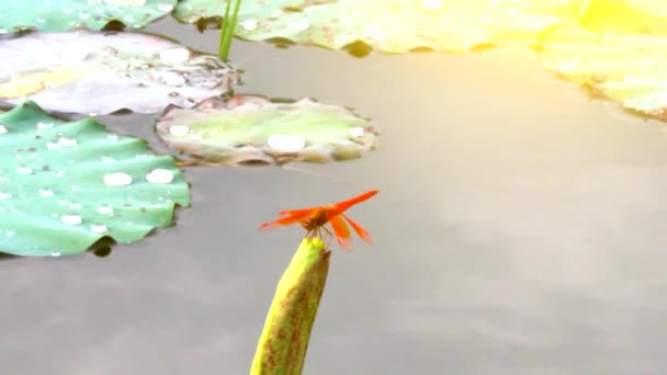 Dragonfly op lotus vijver — Stockvideo