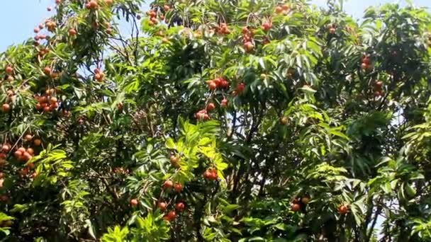 Mogen litchi frukt på träd — Stockvideo