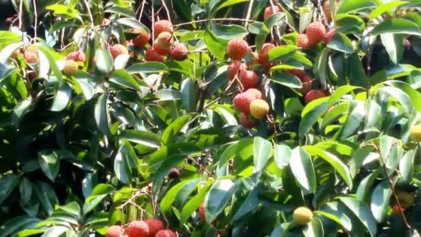 Buah litchi matang di pohon — Stok Video