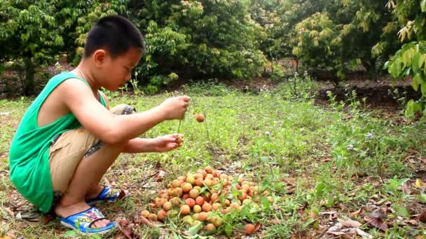 하이 두 옹, 베트남, 6 월 29 일: 하이 두 옹, 베트남에서 2013 년 6 월 29 일에 열매를 먹는 소년 — 비디오