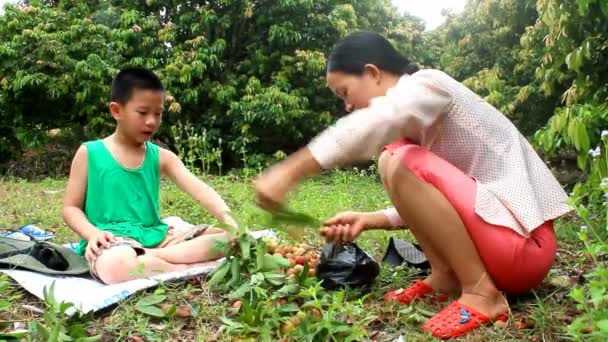 HAI DUONG, VIETNAM, 29 juin : Le garçon mange du litchi le 29 juin 2013 à Hai Duong, Vietnam — Video